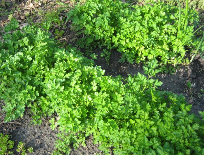 Parsley