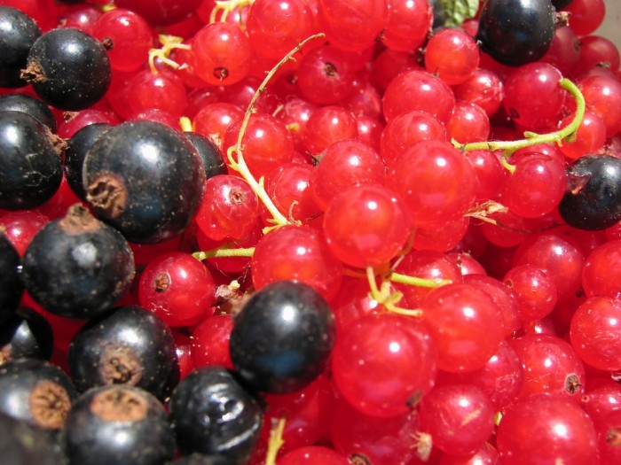 Red and blackcurrants