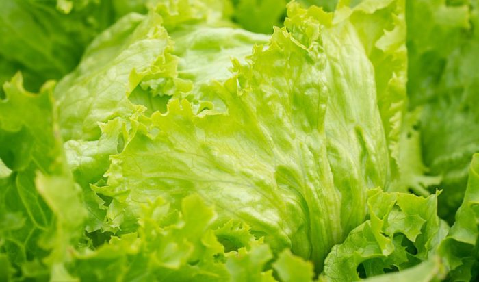 Salata ajsberg (iceberg) - Tablica Kalorija